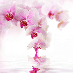 Розовая орхидея D8-070 200*270