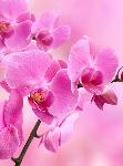 Орхидея розовая В1-089 200*270