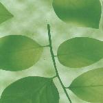 8273 Пленка самокл. 0,45*8м (листья на зел.фоне)